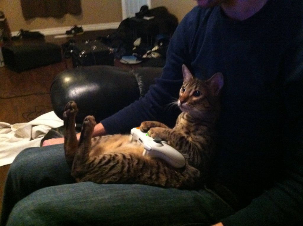 Cat playing Xbox