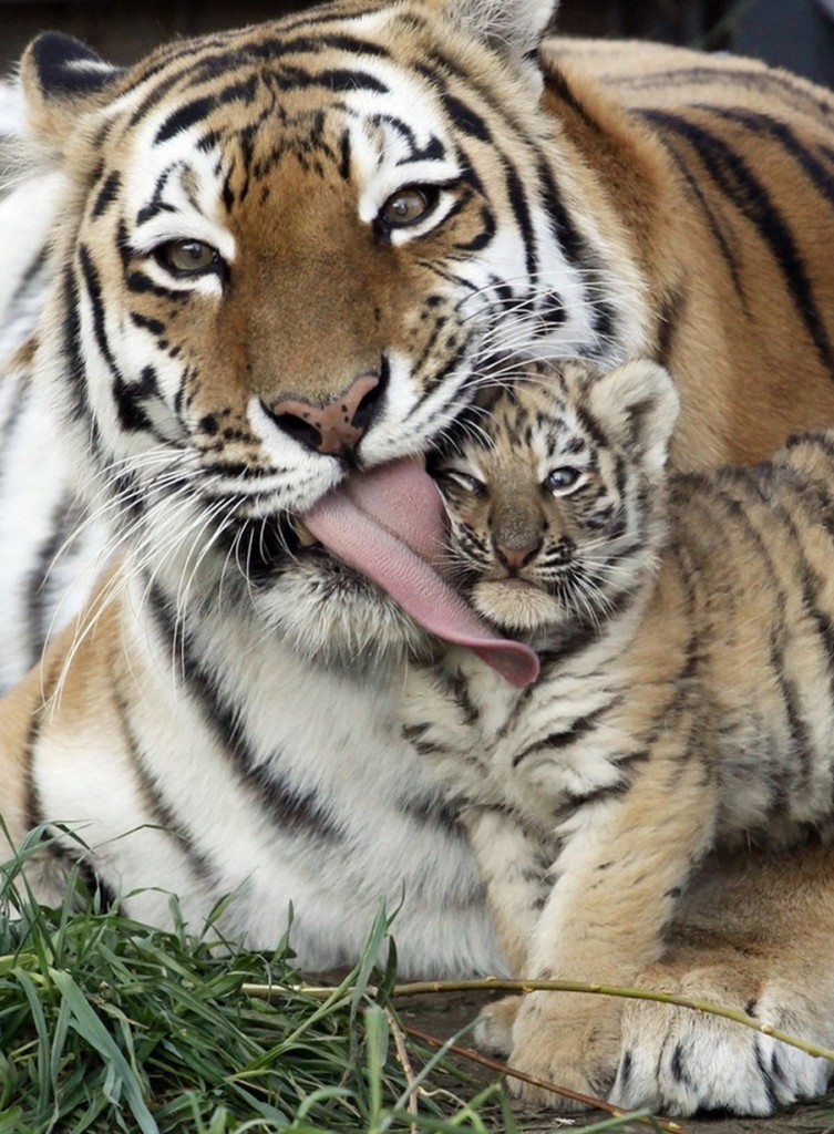 tiger cub kiss mom