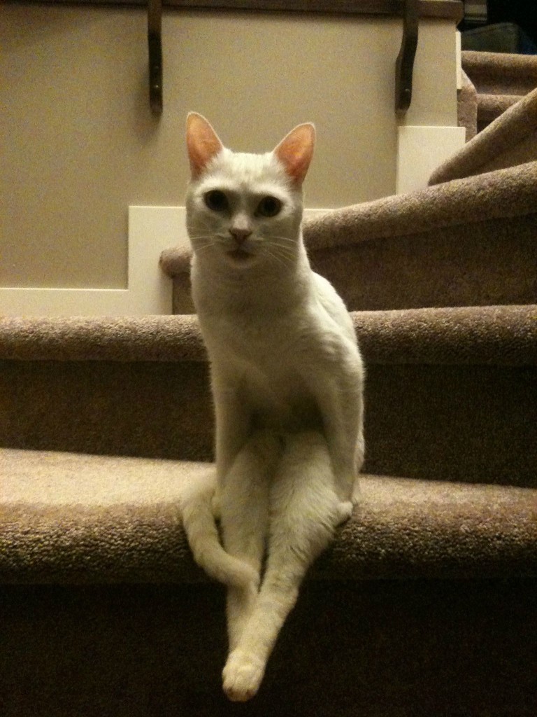 cat sits stairs