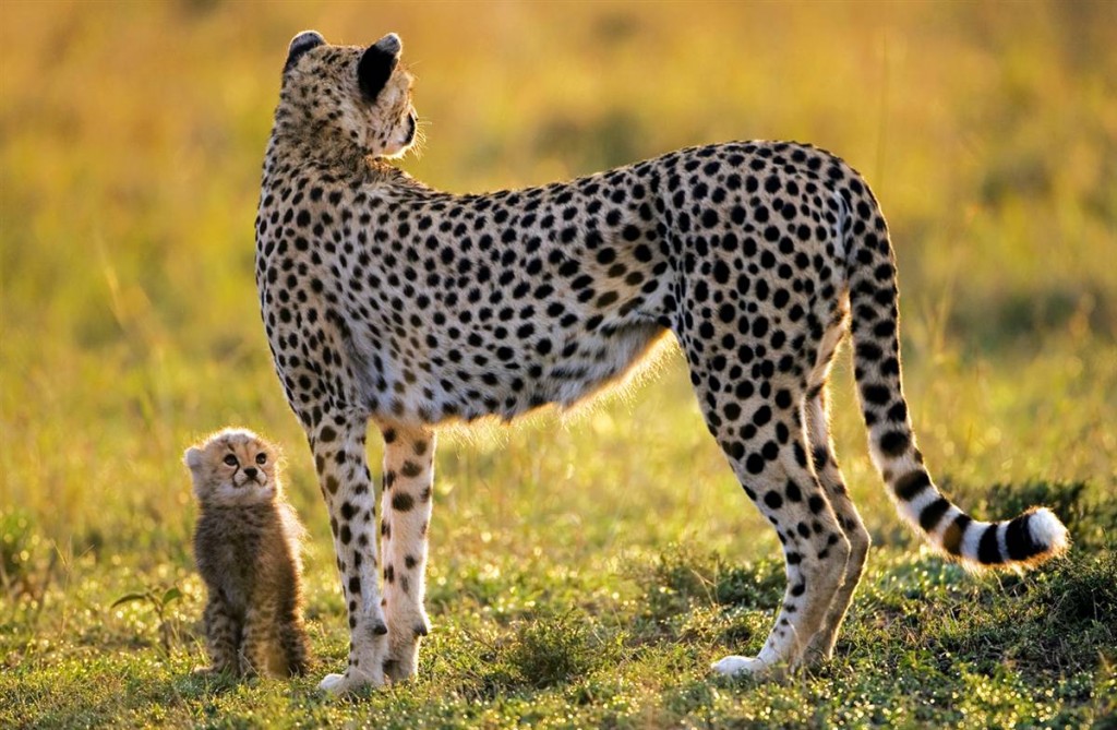 Mom & Son Cheetah