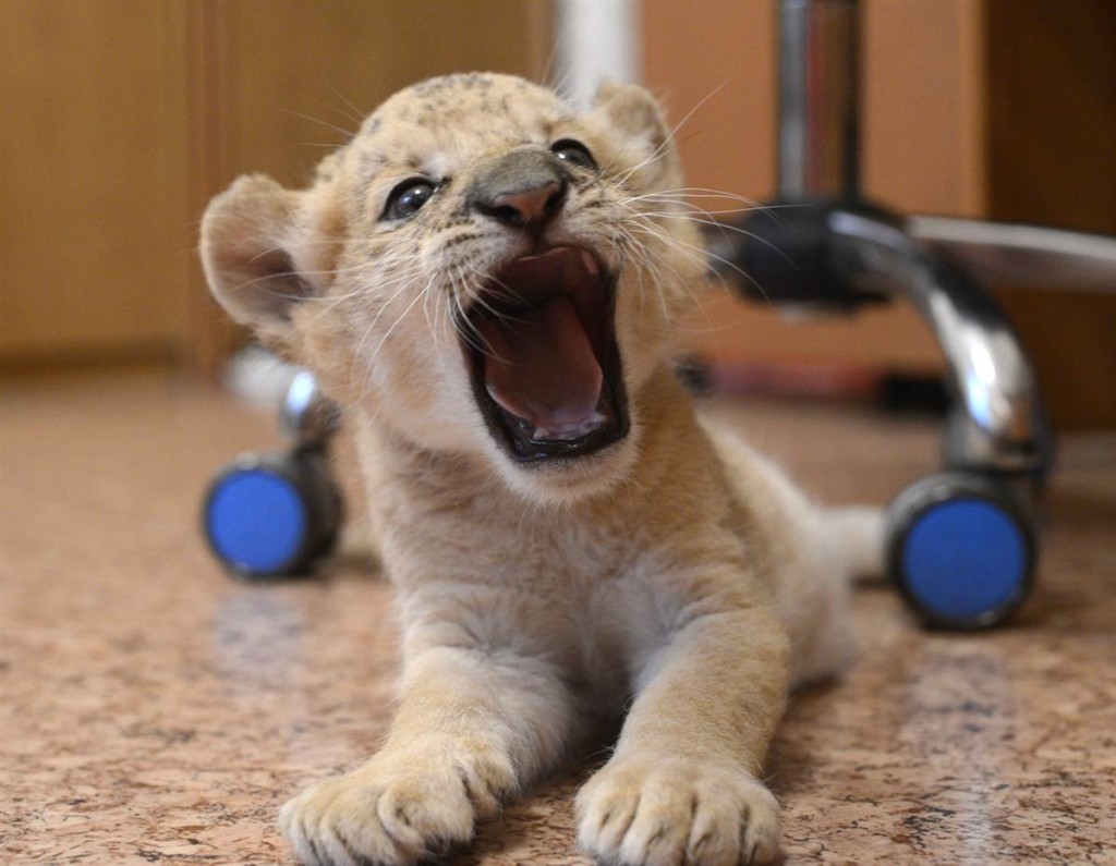 ferocious baby lion